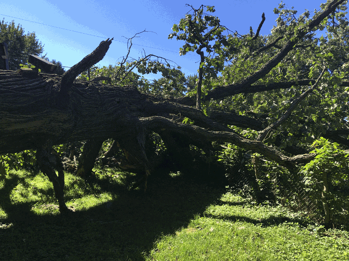 Giant Red oak right side