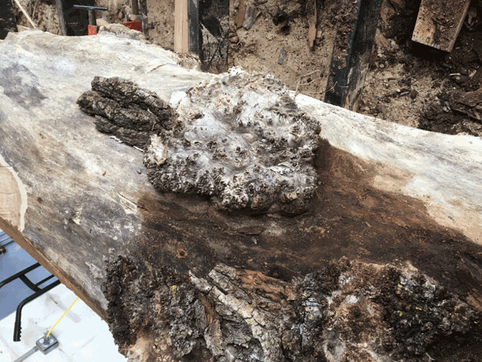 Elm With Burl On Mill From a tree near Enon Ohio